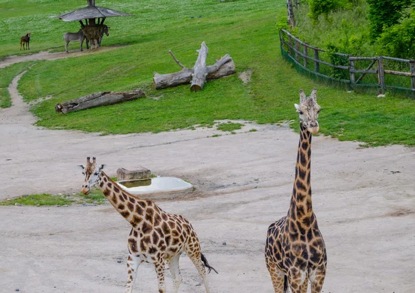 Giraffe im Zoo Prag — Stockfoto