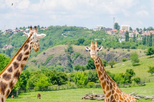 Żyrafa w zoo w Pradze — Zdjęcie stockowe