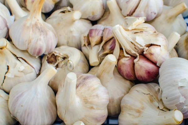 Bio garlic from bio herbs garden — Stock Photo, Image