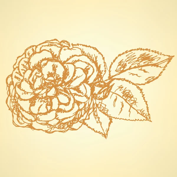 バラの葉でスケッチ、背景のベクトル — ストックベクタ