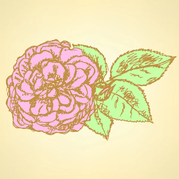 バラの葉でスケッチ、背景のベクトル — ストックベクタ