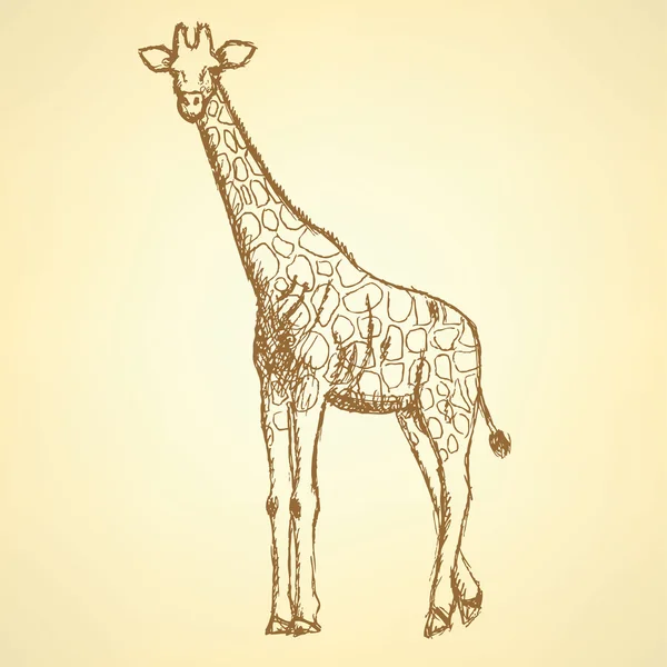 Эскиз жирафа, векторный винтажный фон — стоковый вектор
