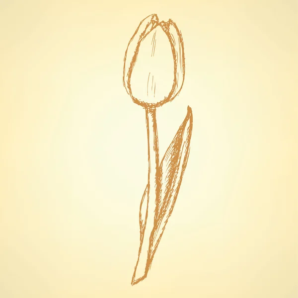 Sketch tulip, vector vintage background — Stock Vector
