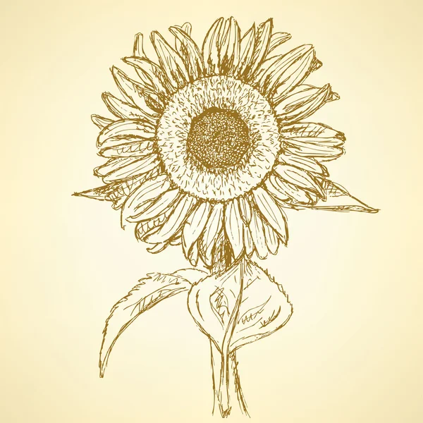 Sketch sunflower, vector vintage background — Stock Vector