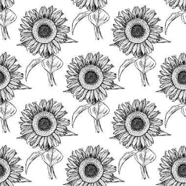 Kroki ayçiçeği, vektör vintage seamless modeli