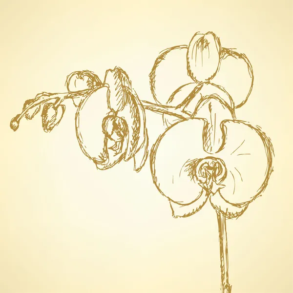 Sketch orchid, vector vintage background — Stock Vector