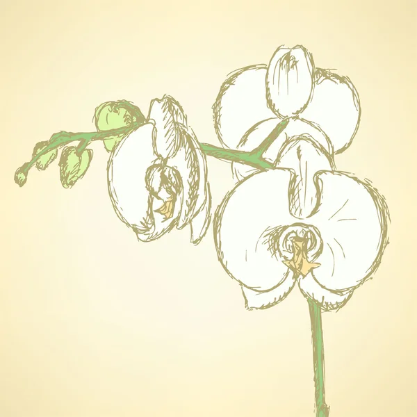 Рисунок орхидеи, векторный винтажный фон — стоковый вектор