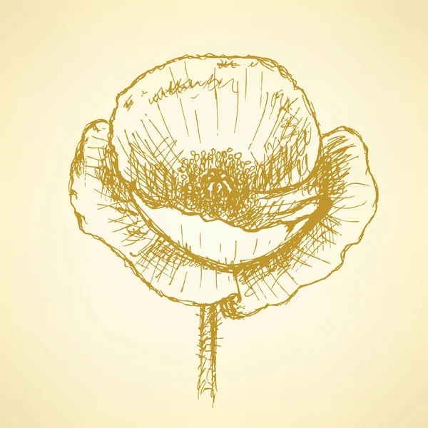 Sketch poppy, vector vintage background — Stock Vector