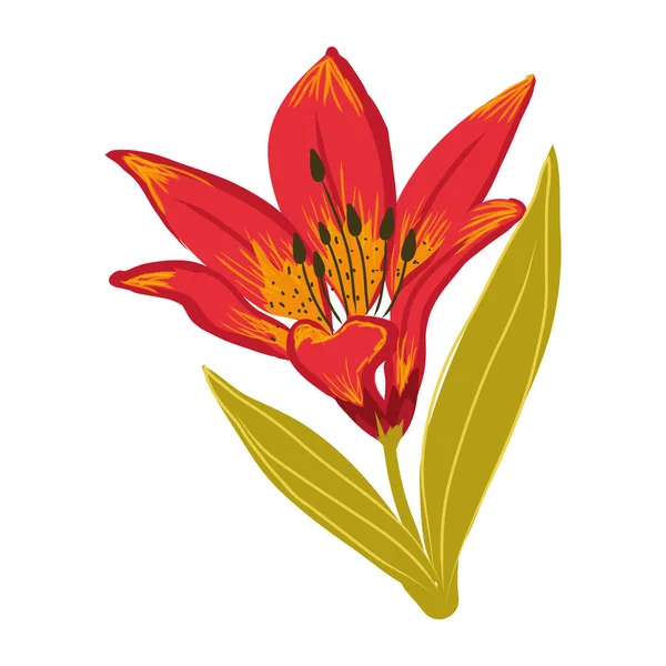 Ilustración Vectorial Hermoso Tulipán Rojo — Archivo Imágenes Vectoriales