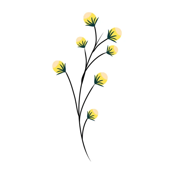 Flores Algodón Aisladas Sobre Fondo Blanco — Vector de stock