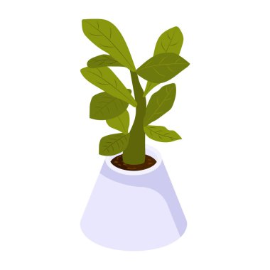 yeşil yapraklı saksı ve beyaz arka planda gölge