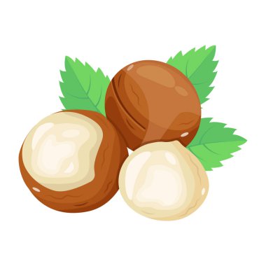 Fındık ve tohumların vektör çizimi. Ağ için taze ve organik gıda sembolü seti.