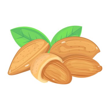 Fıstık fıstığının vektör çizimi