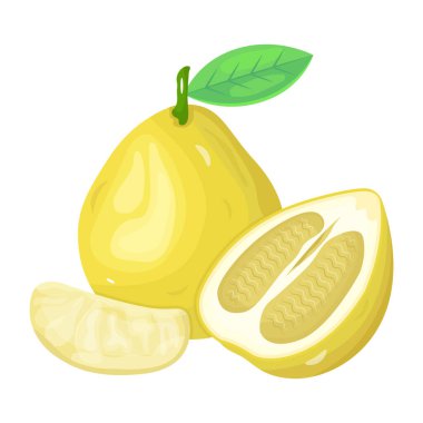 Shaddock modern tasarım, vektör illüstrasyonu