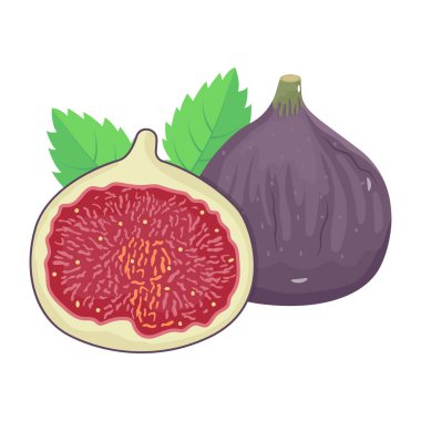 İncir modern tasarım, vektör illüstrasyonu