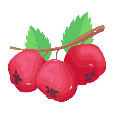 Hawthorn modern tasarım, vektör illüstrasyonu