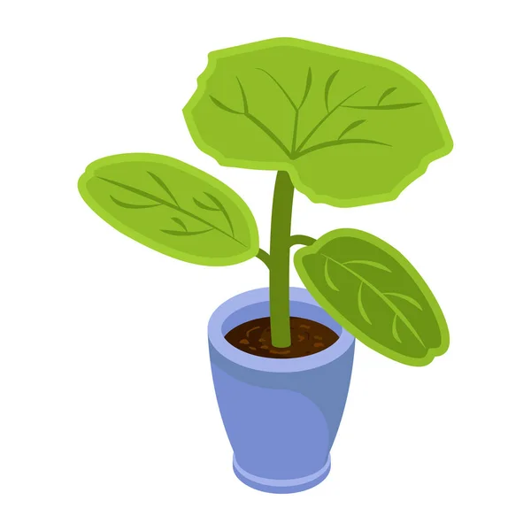 Dieffenbachia Plant Modern Design Vector Illustration — 스톡 벡터