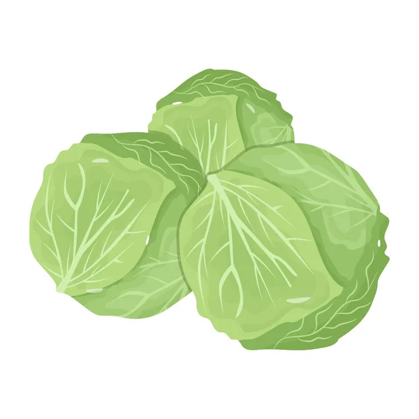Cabbage Modern Design Vector Illustration — Stock Vector