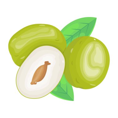 Yeşil yapraklı avokado ve taze olgun ve sağlıklı besin vektörü çiziminin yarısı.
