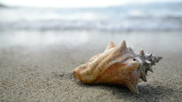 A sea shell on a beach