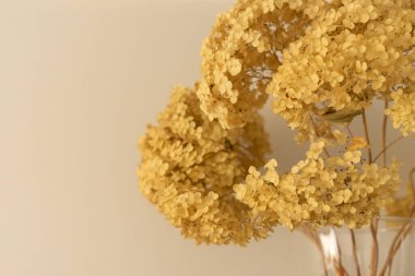 Vazodaki beyaz arkaplan çiçekleri