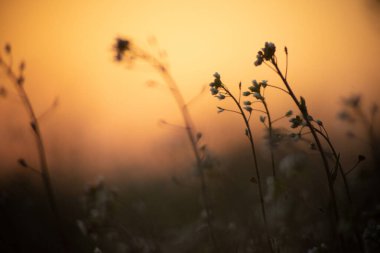 sunset on the Polish breeding grounds