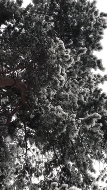 Grandes copos de nieve están cayendo lentamente, nieve se encuentra en las ramas de los árboles — Vídeo de stock