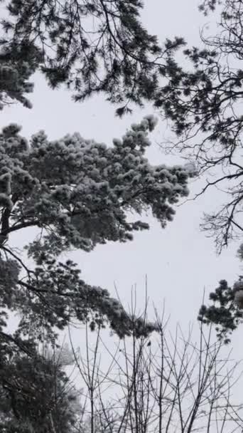 大片大片的雪花缓缓落下，雪落在树枝上 — 图库视频影像