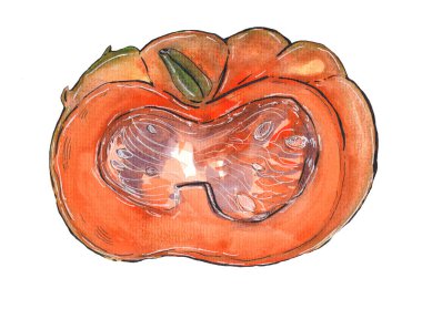 Beyaz arkaplanda elle çizilmiş suluboya balkabağı dilimi.