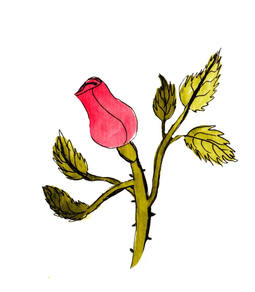 Рука намальована ілюстрація троянда. Ілюстрація Додл. Акварельні картини . — стокове фото