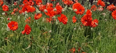 Kırmızı gelinciklerle dolu güzel bir tarla. Bir yaz günü kır çiçeği çayırı. Sahne doğası fotoğrafçılığı.