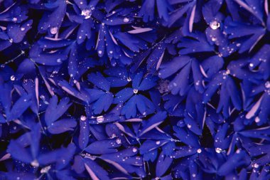 Yaz yağmurundan sonra su damlalarıyla birlikte soyut mırıldanma yaprağı dokusu. Doğa arkaplanı ve eko kavramı 