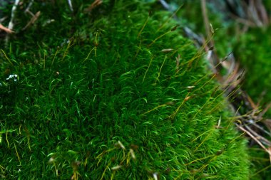 Yerde güzel yeşil yosun, büyük bir yosun yığını, makro. 