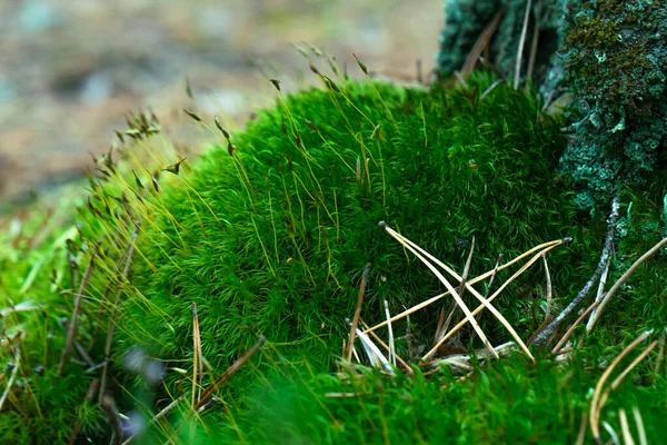 Schöne grüne Moos auf dem Boden, ein großer Hügel von Moos, Makro. — Stockfoto