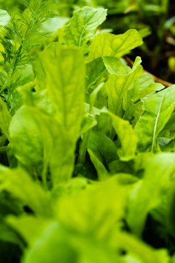 Baharın ilk taze yeşili..