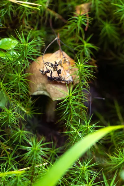 Schimmel Mycelium in mos in een bos. — Stockfoto