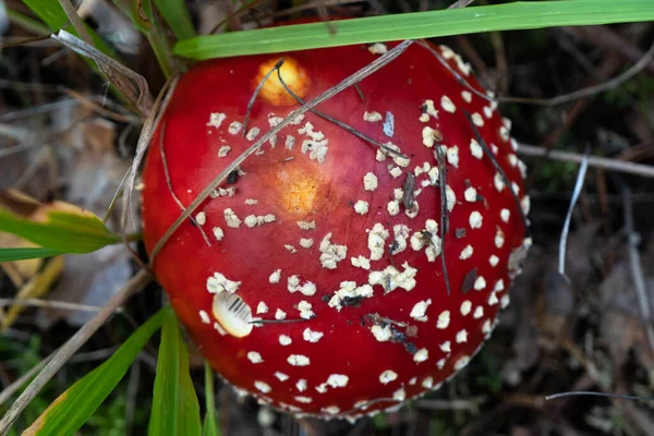 苍蝇琼脂蘑菇帽平躺在地上的特写. — 图库照片