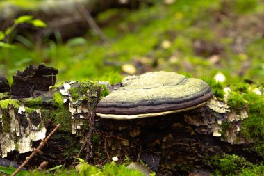 Yosun arasında asalak bir chaga mantarının yakın çekimi..