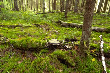 Yosun kaplı uzun ağaçlarla kaplı yeşil orman.