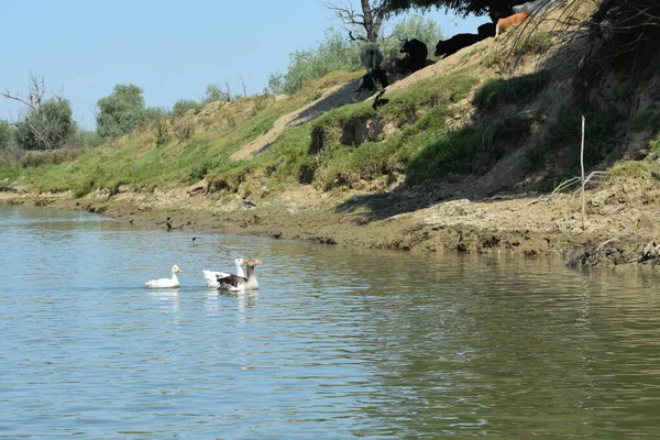 Yavrularıyla gölette yüzen iki ebeveyn kazları. Kümes hayvanları otlar. Özgür kazlar nehirde yüzer