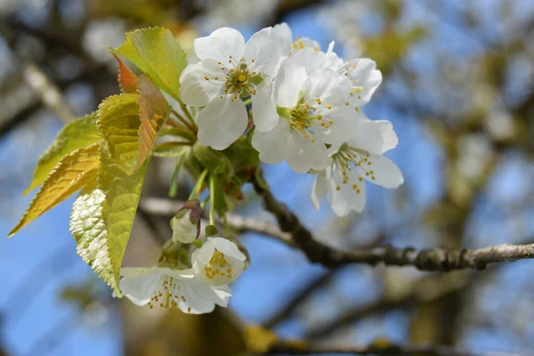 Beyaz çiçekli, çiçek açan bir ağaç dalı. Bahar günü kirazlı beyaz çiçeklerle arka plan. Yeşil yapraklar, mavi gökyüzü, yaklaş.