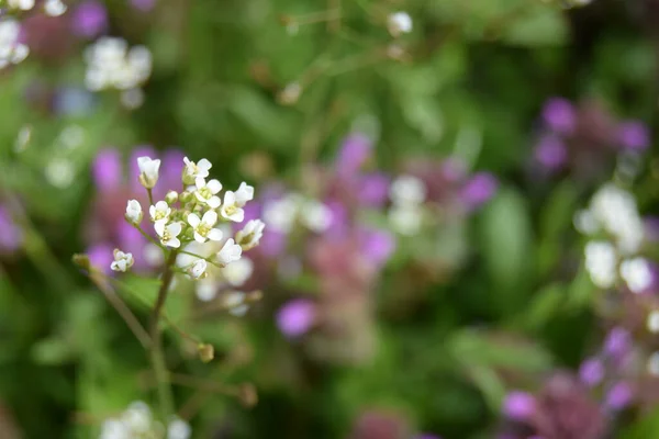 Cerrar Flores Blancas Del Bolso Del Pastor Nombre Latino Capsella — Foto de Stock