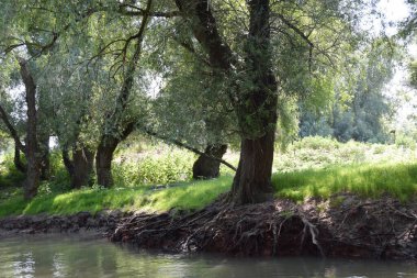 Romanya 'nın Tuna Deltası' nda (mangrovlar gibi) söğüt kökleri ortaya çıkarıldı