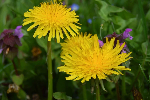 Sarı karahindiba, taraxacum officinale, yeşil arka planda, arka plan, doku, makro fotopraphy için mükemmel. Bahar zamanı konsepti