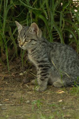 Cat sitting and watching waiting to hunt with selective focus.