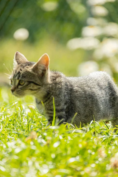 Kat Observeren Tijdens Het Wandelen Het Gras Met Selectieve Focus — Stockfoto
