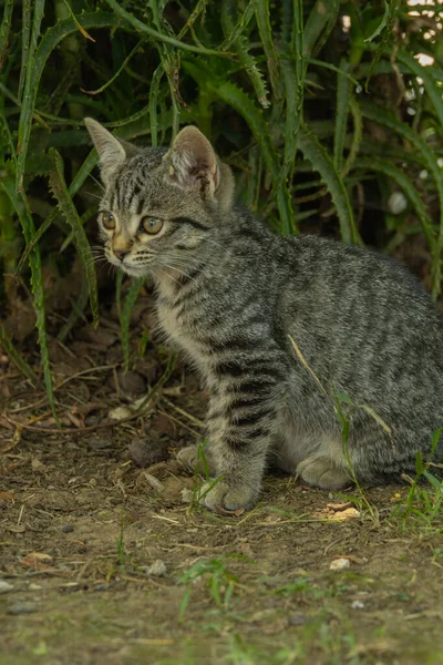 Cat Sitting Watching Waiting Hunt Selective Focus — Stock fotografie