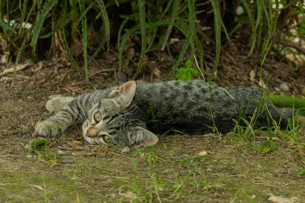 Cat Lying Affectionate Attitude Selective Focus — Stockfoto