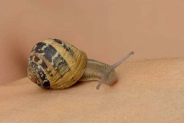 Hlemýžď Odstraňuje Své Rohy Plždí Měkkýši Spirálovitou Skořápkou Pomocí Slizu — Stock fotografie