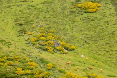 set of cows grazing on the green mountain on a sunny day concept cattle ranching